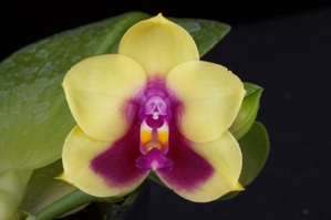 Phalaenopsis Chienlung Happy Queen 'Eric' AM/aos 83 pts.